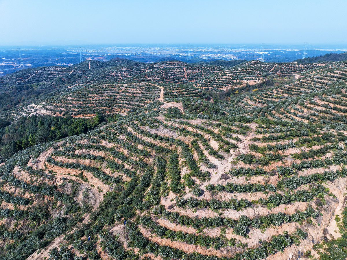 九豐農(nóng)業(yè)橫山嶺基地