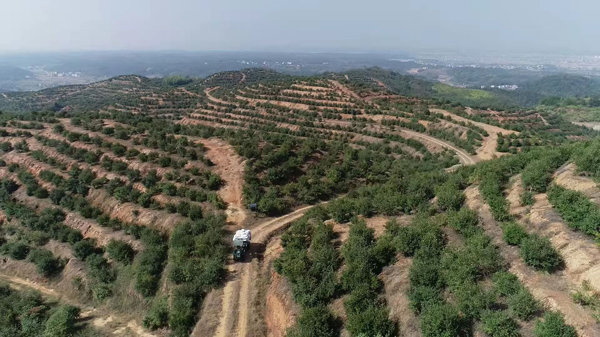 九豐農(nóng)業(yè)八百基地